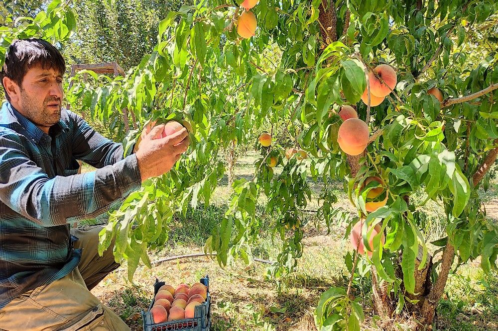فصل برداشت میوه های پاییزی در شهر زیبای بار