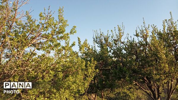 رویش شکوفه ها در روستای فرخ آباد