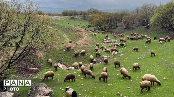نگین سبز زاگرس 