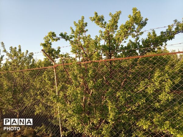 رویش شکوفه ها در روستای فرخ آباد