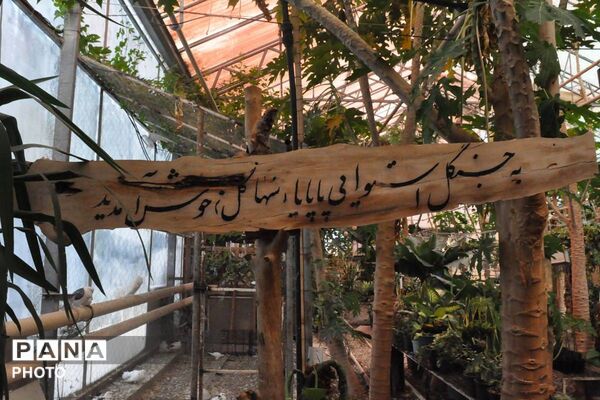 بازدید فرماندار ورامین و معاون گردشگری وزارت میراث از مزارع استوایی پاپایا در شهرستان ورامین 