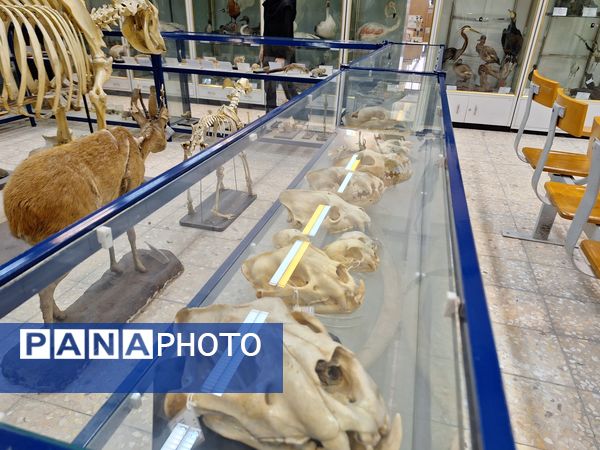بازدید دانش‌آموزان از موزه زمین شناسی و جانور شناسی دانشگاه فردوسی مشهد