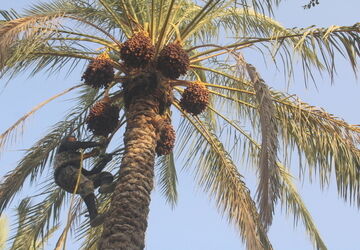 برداشت خرما در منطقه  آبپخش 