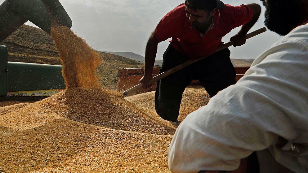۱۰ استان پیشتاز در خرید تضمینی گندم اعلام شد