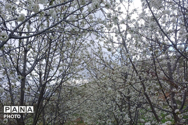 شکوفه‌های بهاری استان خراسان شمالی 