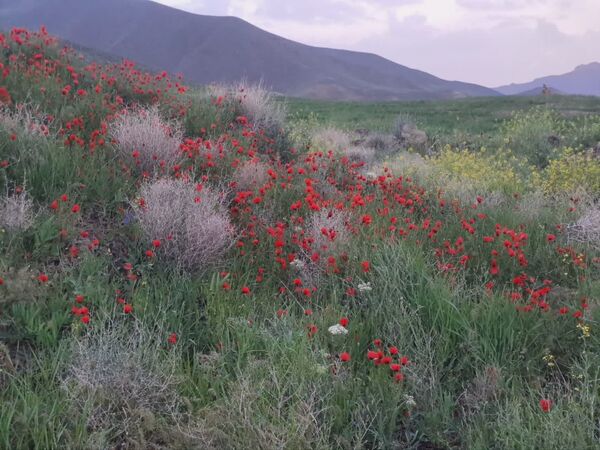 طبیعت بی نظیر روستا سربالا بهترین گزینه برای طبیعتگردی در فصل بهار