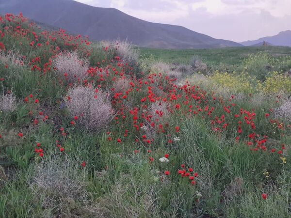طبیعت بی نظیر روستا سربالا بهترین گزینه برای طبیعتگردی در فصل بهار