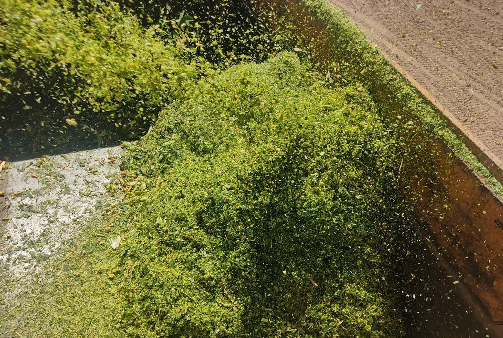 جمع آوری ذرت علوفه ای در روستاهای شهرستان فاروج 