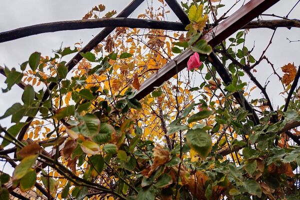 اولین باران پاییزی قابی شفاف از پاییز  رنگارنگ را در شهر زیبای بار رقم زد