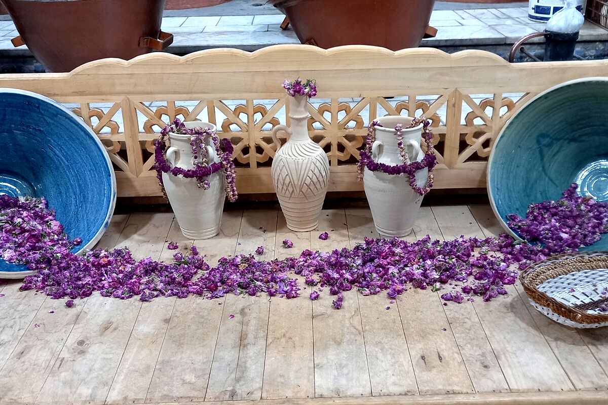 آغاز سمفونی گل و گلاب در مهد گل محمدی