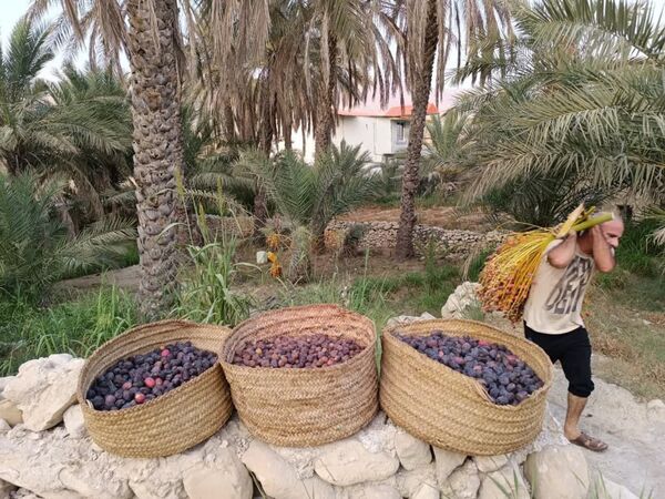 برداشت خرما در شهر رویدر 