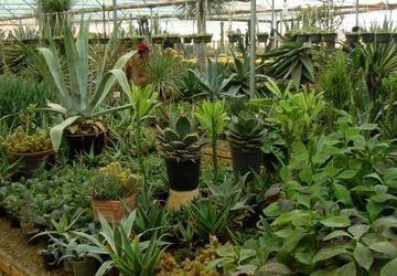 گلخانه‌های باطراوت و پرگل محلات