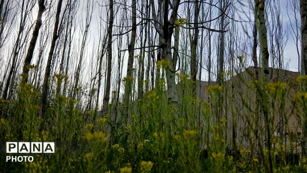  نجوای بهار در روستای سرتشنیز