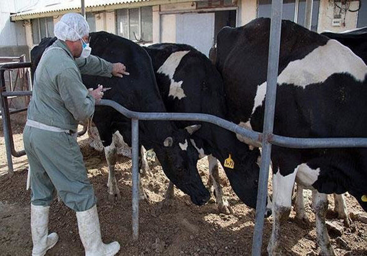 بررسی اقدامات یک‌ساله در مهار بیماری‌های دامی و تهدیدهای پیش‌رو
