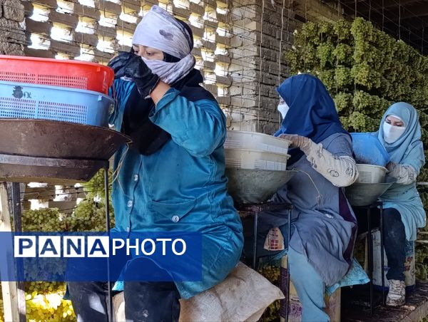 برداشت ۳۰ هزار تن انگور از تاکستان‌های ترشیز