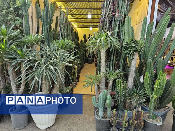 حال و هوای خاص در بازار گل محلاتی