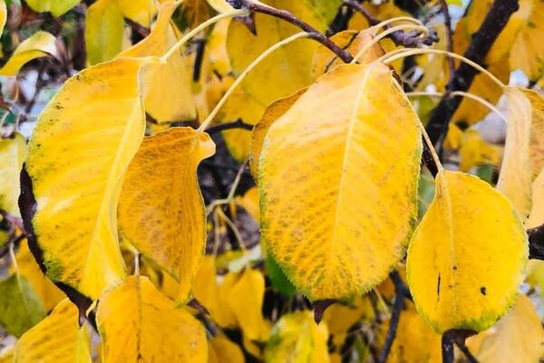 هرچه می‌گذرد، بیشتر به شبی سردتر و طولانی‌تر نزدیک می‌شویم