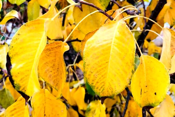 هرچه می‌گذرد، بیشتر به شبی سردتر و طولانی‌تر نزدیک می‌شویم