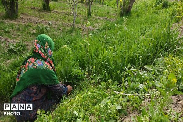 حال و هوای شهر بار نیشابور در فصل زیبای بهار