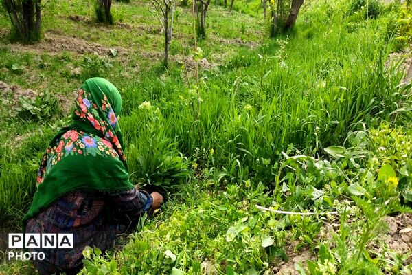 حال و هوای شهر بار نیشابور در فصل زیبای بهار