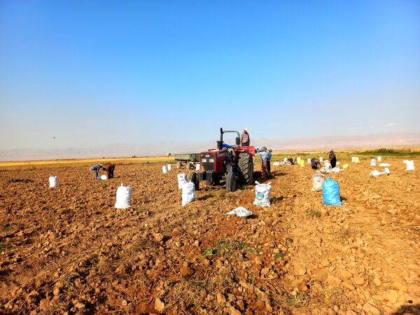 برداشت محصول سیب زمینی در روستای داغیان