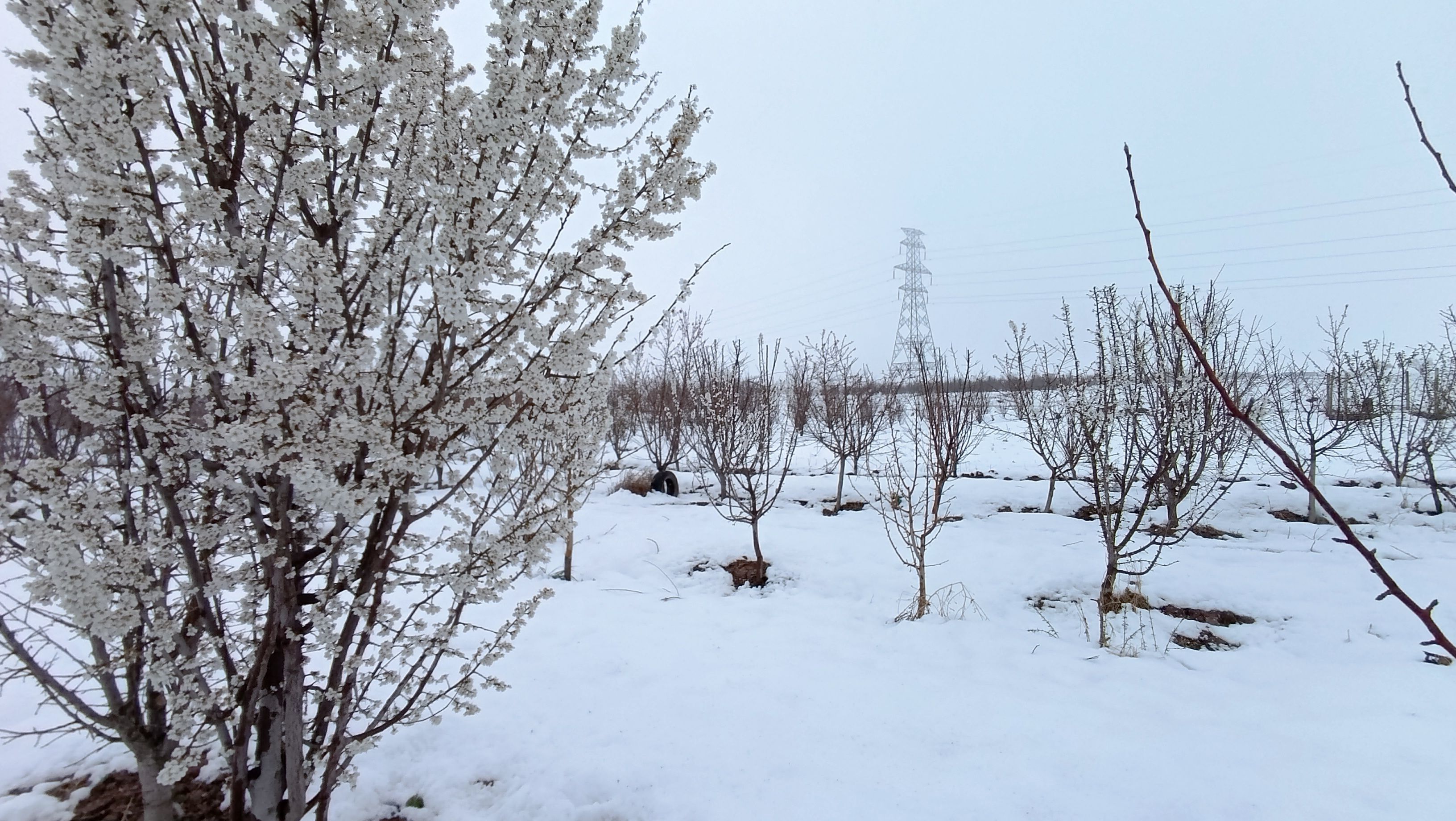 مناظر زیبای باغات روستای بوژمهران پس از بارش برف بهاری ۲۰ سانتیمتری 