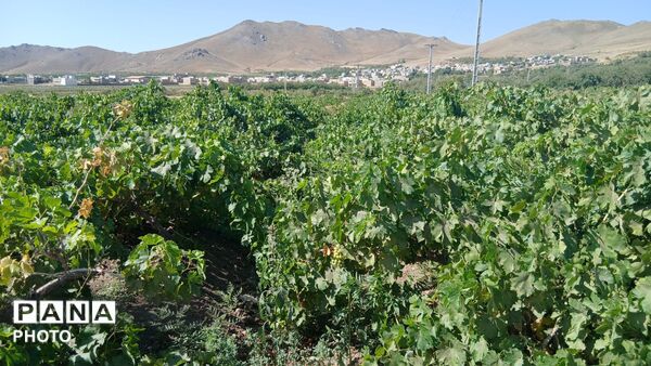 نقشِ رنگ بر پهنه خاک؛ از دلِ طبیعتِ کمری