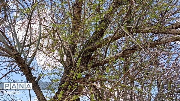 رویش شکوفه های امید در فصل بهار روستای برزنون 