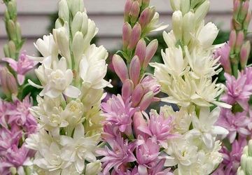 معرفی مکان های گردشگری شهرستان بوشهر