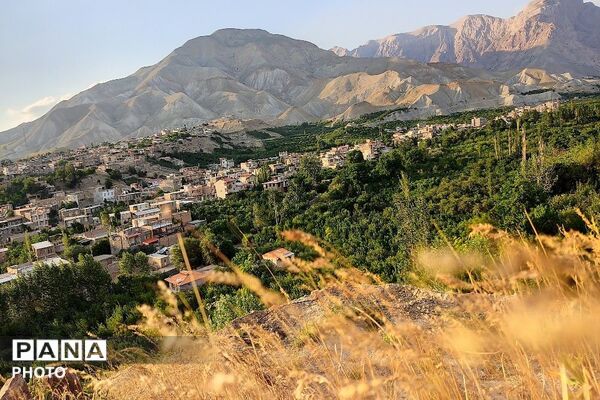 فصل چیدن یاقوت های چشم نواز در شهر بار نیشابور-۲ 
