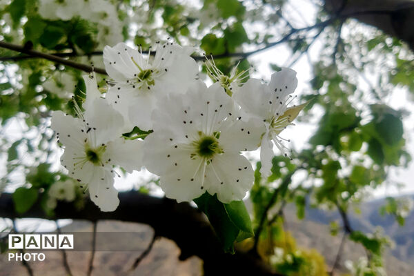 طبیعت روستای بیدله به هنگام بهار