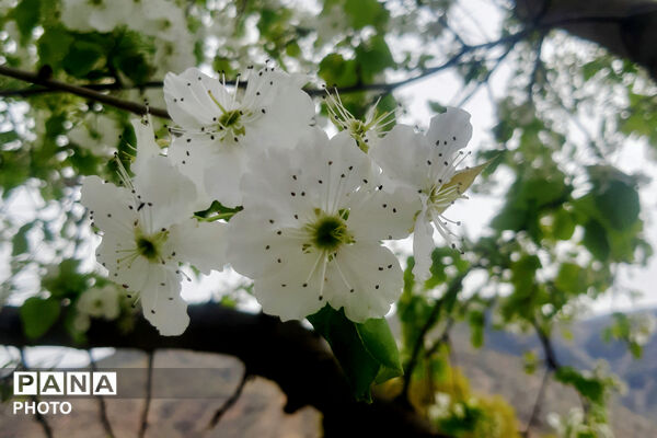 طبیعت روستای بیدله به هنگام بهار