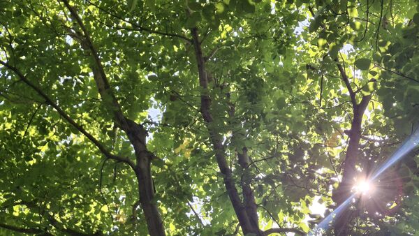 مارکده، سرزمین طلایی بادام و گردو؛ گنجینه‌ای از طعم و سنت در دل سامان