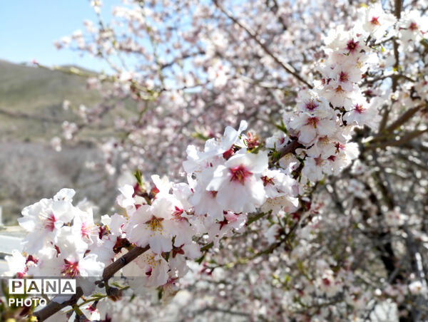 شکوفه‌هایی که تویسرکان را قاب تازه زدند