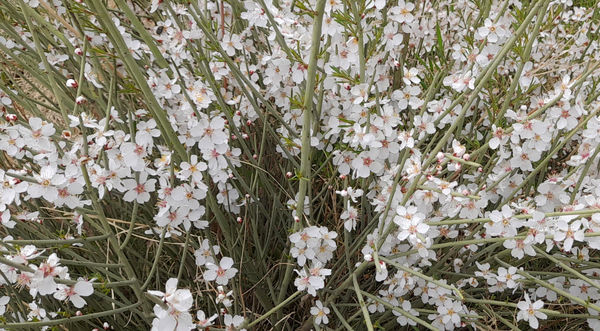 جلوه هایی از مناظر بهاری روستای «اسفید» شهر سلفچگان قم در روز طبیعت