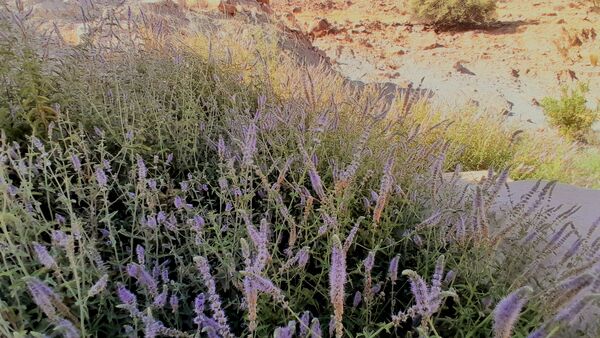 روستای برد‌زرد نگینی غریب در شهرستان لنده