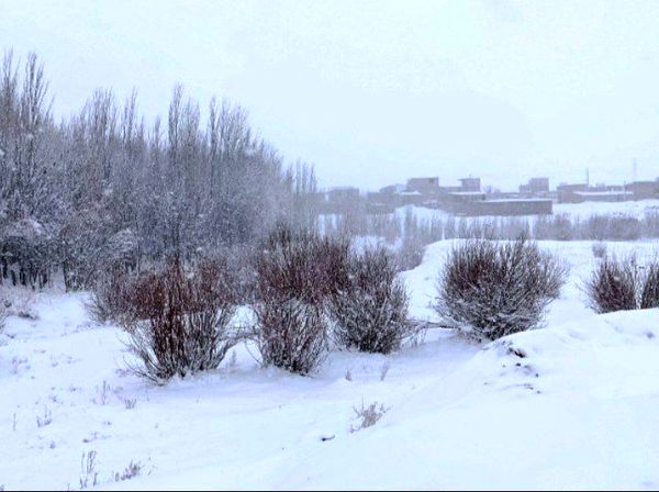برف زمستانی، مهمان شهرستان کیار