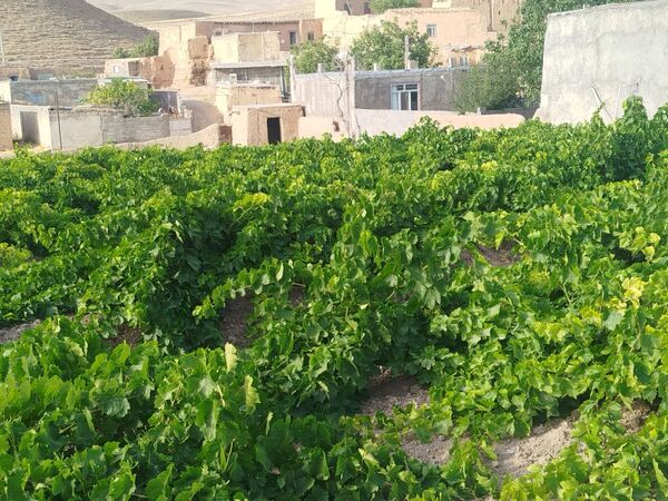 گزکوه، قطب انگور خراسان شمالی 