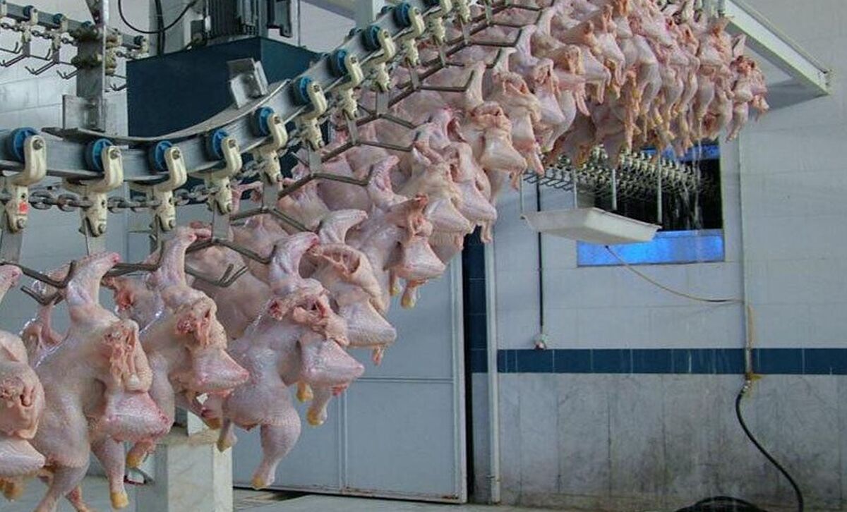 صادرات ۴ هزار تن گوشت مرغ به کشورهای هدف