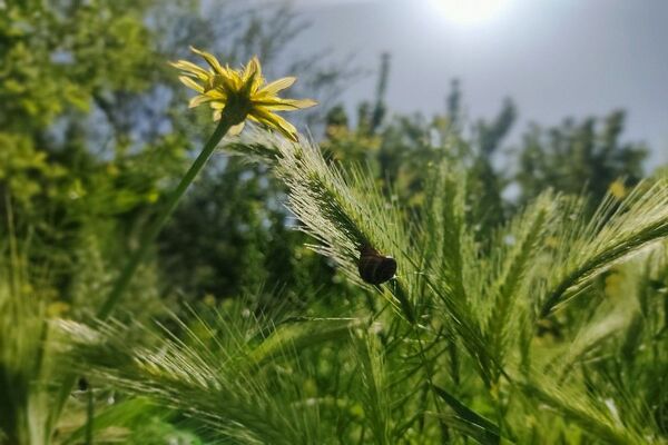 شهر زیبای بار، بهشت نیشابور