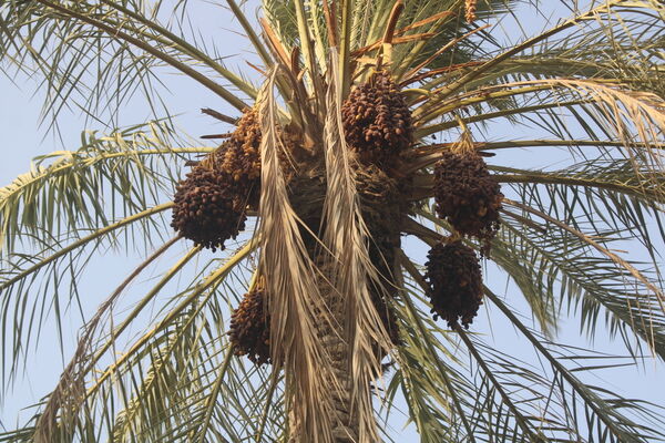 برداشت خرما در منطقه آبپخش