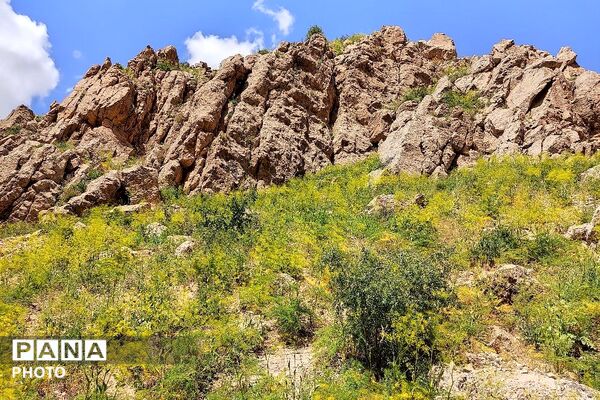 کوه های شهر بار ذخیره‌گاه گیاهان ارزشمند و کم نظیر دارویی 