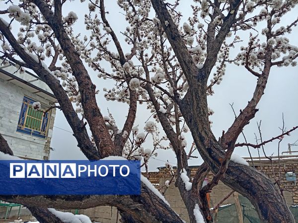 بارش برف بهاری در کوهسرخ