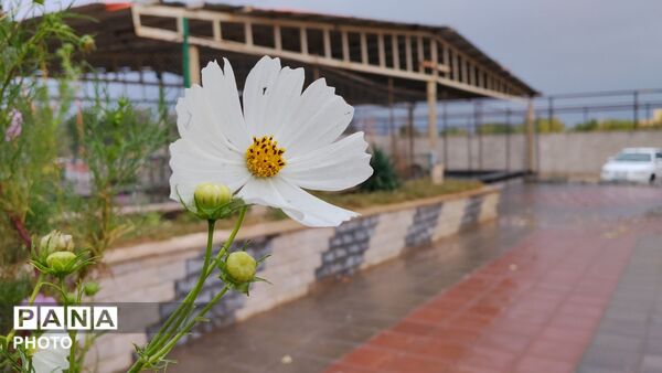 نخستین بارش باران پاییزی در شهر زیبای مهاجران 