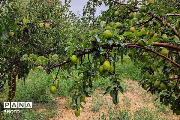 بارش غیر منتظره باران در تابستان ۱۴۰۵شهر بار نیشابور