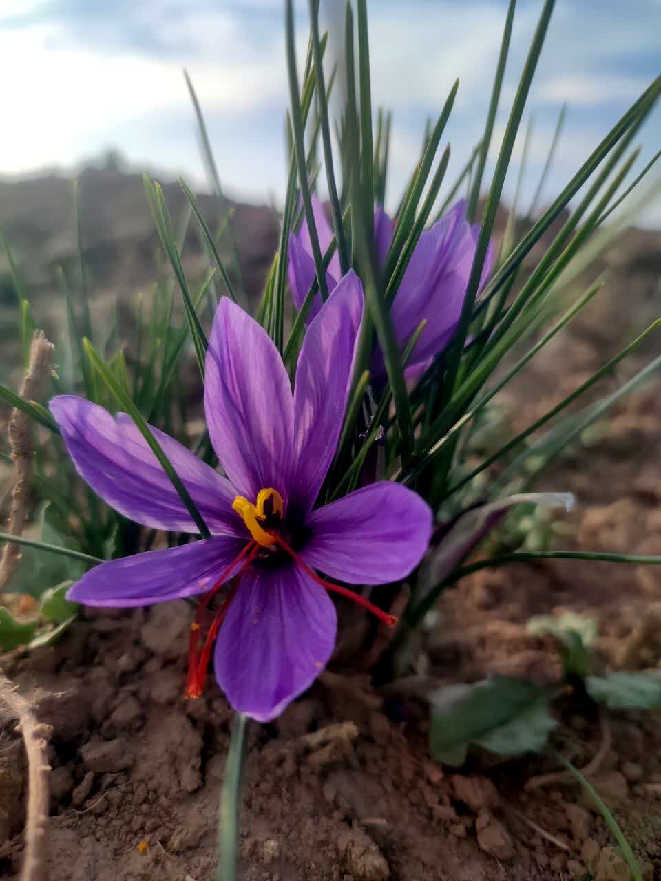 فدافن روستایی که زعفرانش با تشنگی خاک قصه‌ای تلخ نوشت