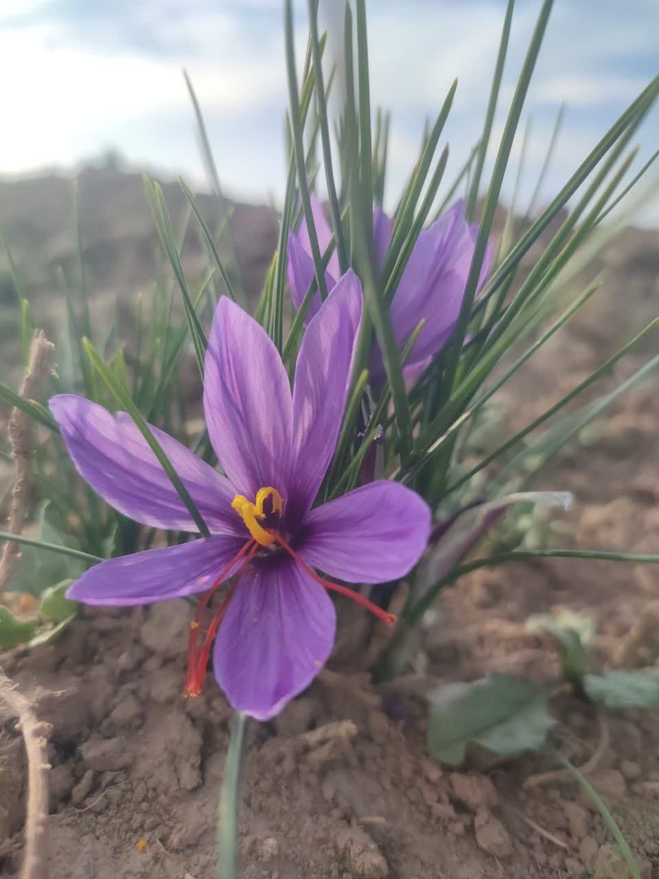 فدافن روستایی که زعفرانش با تشنگی خاک قصه‌ای تلخ نوشت