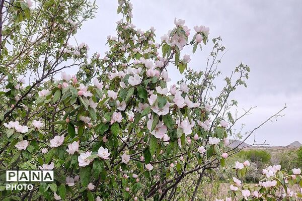 آلبوم تصویری از طبیعت زیبای شهر بار در اردیبهشت‌ماه  ۱۴۰۵ -1