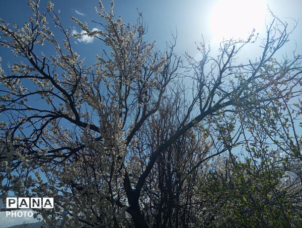 شکوفه دادن درختان روستای فیروزه