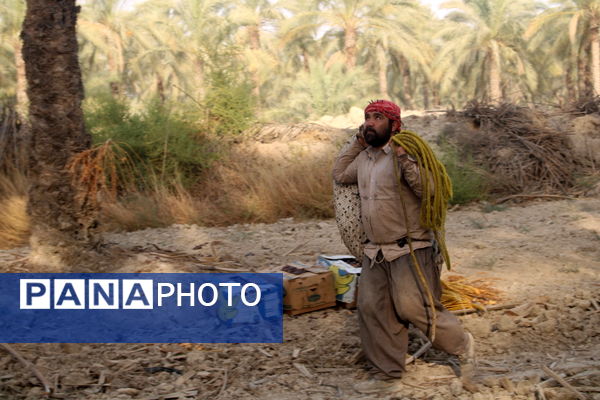 برداشت خرما در منطقه آبپخش